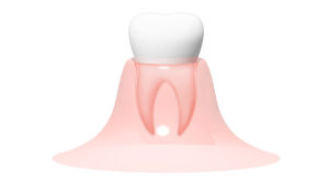 歯の仕組みを理解する